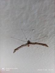 Stenoptilia