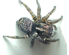 Saitis virgatus
