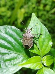 Picromerus viridipunctatus