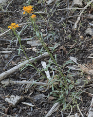 Erysimum capitatum capitatum