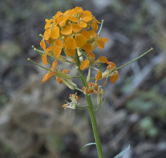 Erysimum capitatum capitatum