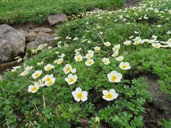 Geum pentapetalum