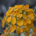 Western Wallflower - Photo (c) Todd Ramsden, some rights reserved (CC BY-NC)