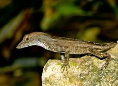 Anolis sagrei sagrei