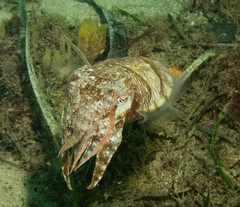 Sepia plangon