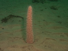 Veretillidae