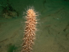 Veretillidae
