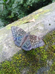 Dichorragia nesimachus formosanus