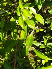 Zanthoxylum nitidum