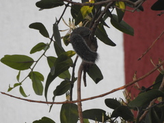 Funambulus tristriatus