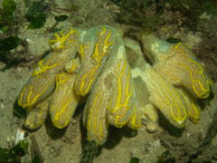 Botrylloides magnicoecus