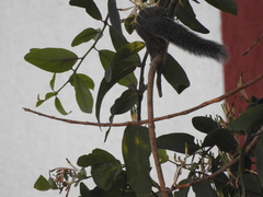 Funambulus tristriatus