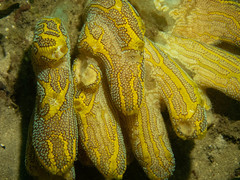 Botrylloides magnicoecus