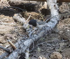 Junco hyemalis thurberi