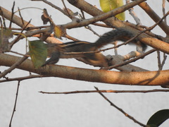 Funambulus tristriatus