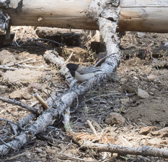 Junco hyemalis thurberi