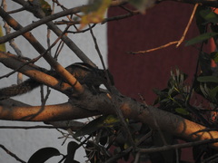 Funambulus tristriatus