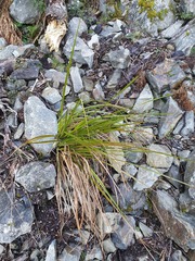 Carex wakatipu