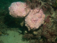 Halisarca australiensis