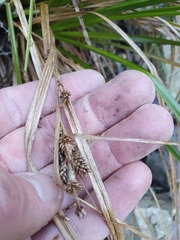 Carex wakatipu