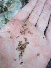Carex wakatipu