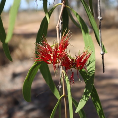 Decaisnina brittenii