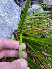 Carex wakatipu