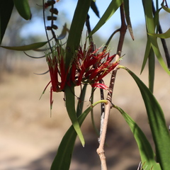 Decaisnina brittenii