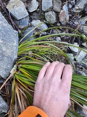 Carex wakatipu