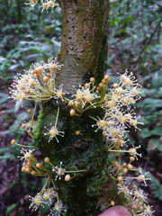 Drypetes ivorensis