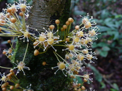 Drypetes ivorensis