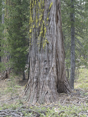 Calocedrus decurrens