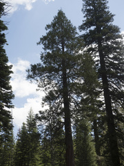 Calocedrus decurrens