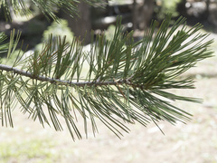 Pinus monticola