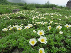 Geum pentapetalum