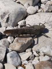 Bryodemella tuberculata