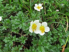 Geum pentapetalum