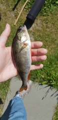 Perca fluviatilis