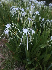 Hymenocallis speciosa