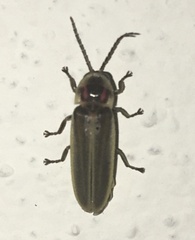 Photinus signaticollis