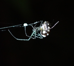 Leucauge argentina