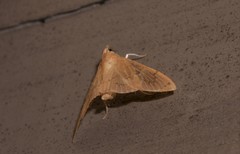 Hyalobathra crenulata
