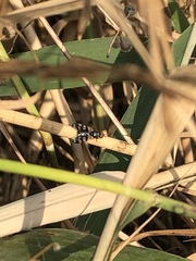 Ceroxys urticae