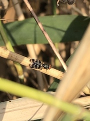Ceroxys urticae