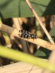 Ceroxys urticae