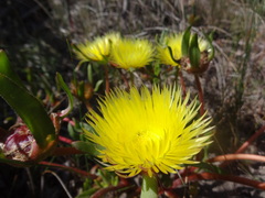 Apatesieae