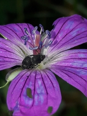 Zacladus geranii