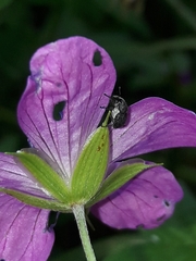 Zacladus geranii