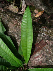 Gluema ivorensis