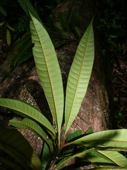 Gluema ivorensis